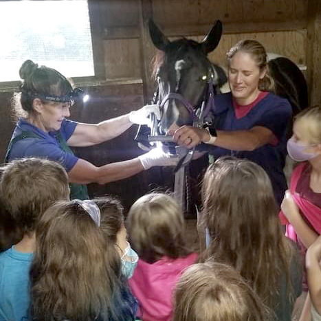 A horse receives dental care while campers observe.