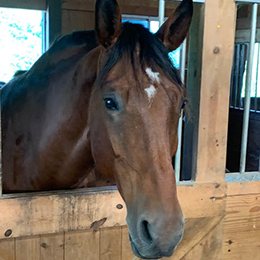 Oliver - Warmblood/Quarter Horse Cross (born 2009)