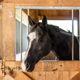 Gucci - Quarter Horse (born 2008)