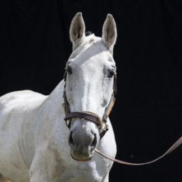 Hallie - Hanoverian (born 2005)