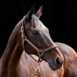 Ellie - Thoroughbred (born 2011)