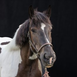 Rosie - Gypsy Vanner Cross (born 2017)