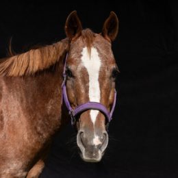 Sonora - Pony of the Americas (born 2009)